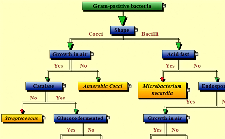 MindFusion Diagramming for ActiveX v4.9.6