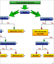 WinForms Classification Chart