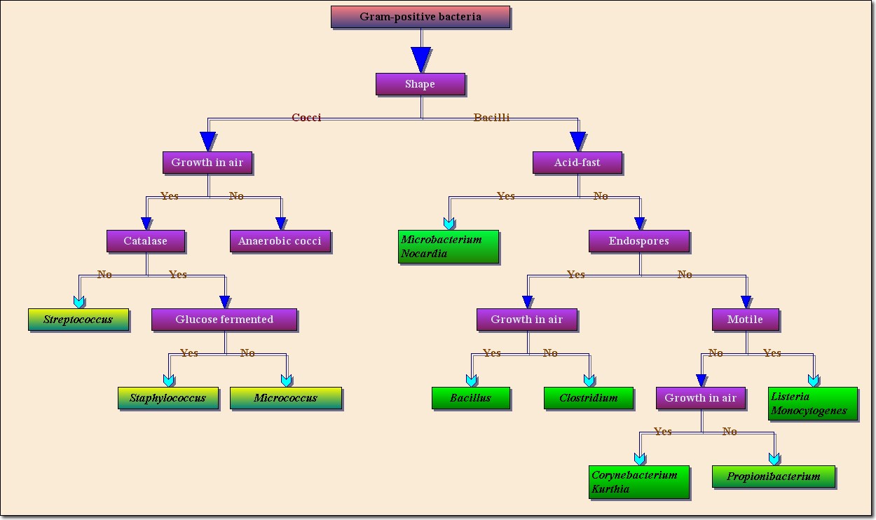 Professional flowchart activex control ocx control diagrams trees